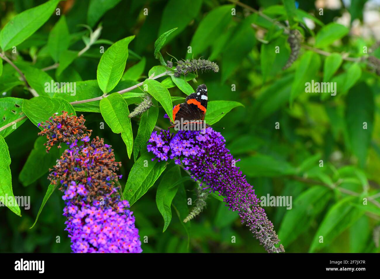 A colorful butterfly on a budleja that blooms in summer in a botanical garden Stock Photo
