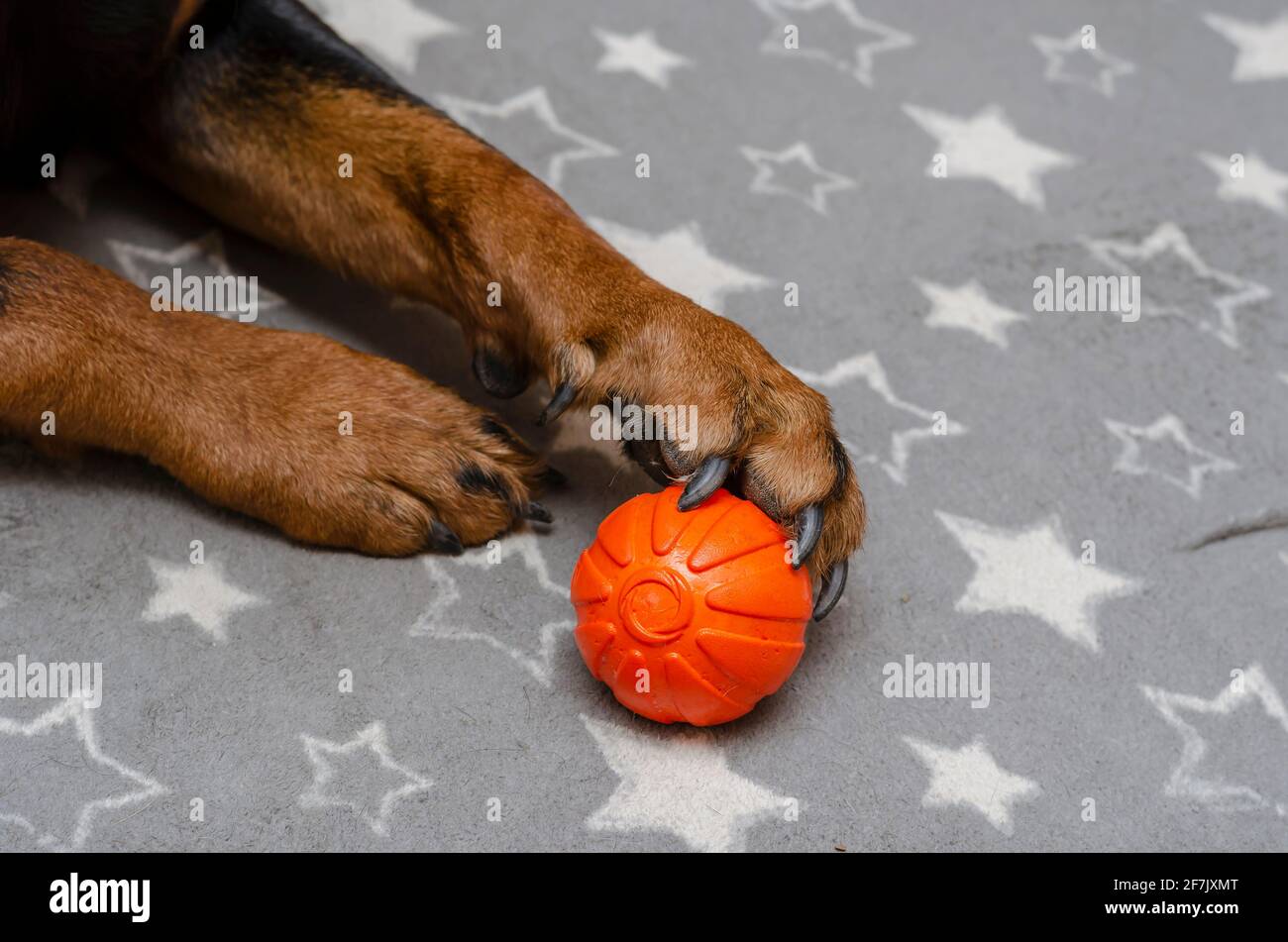 Rottweiler Paw High Resolution Stock Photography And Images Alamy