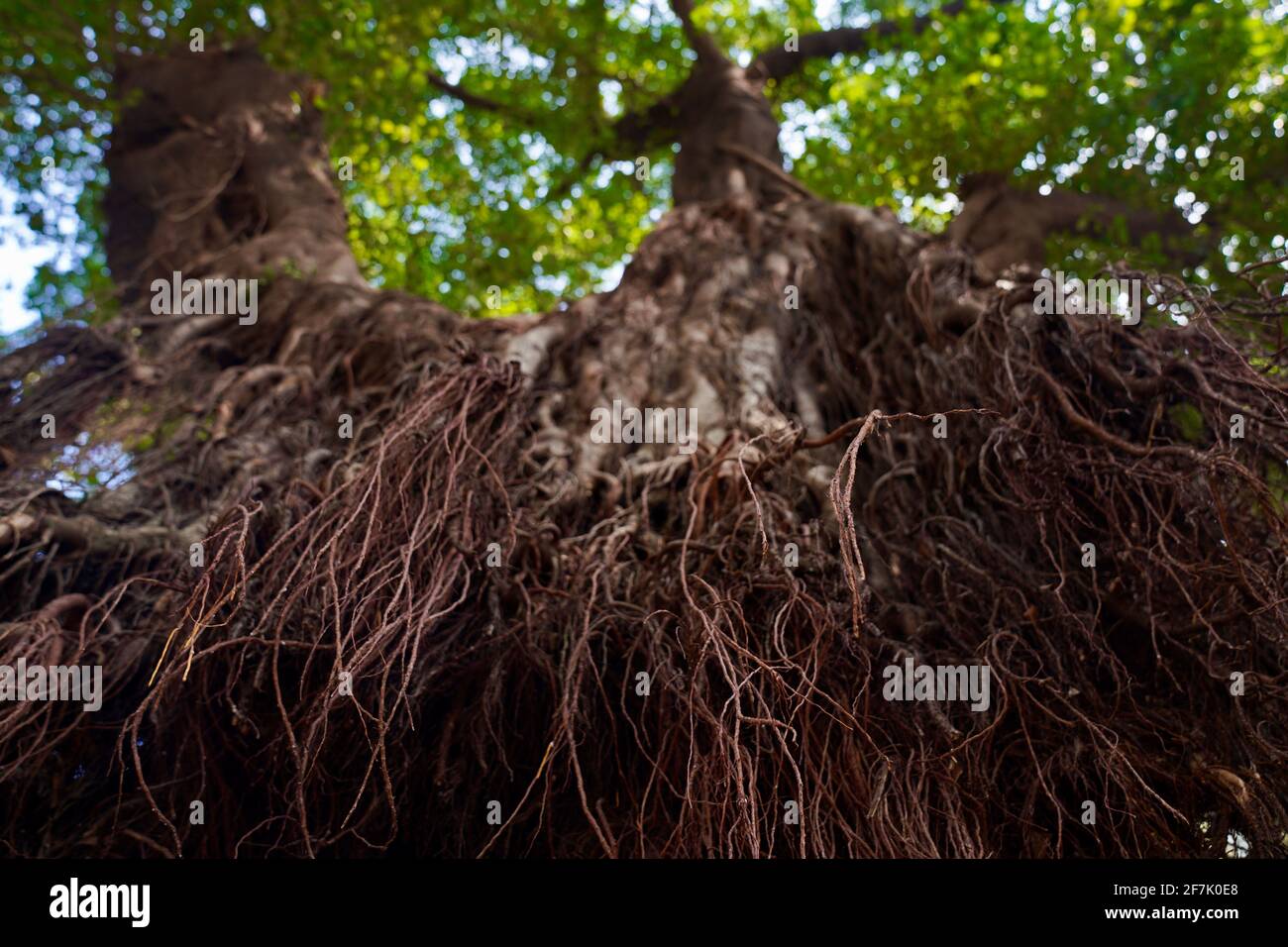 Lots of roots growing outside of a huge tree trunk, with green leaves above. Stock Photo