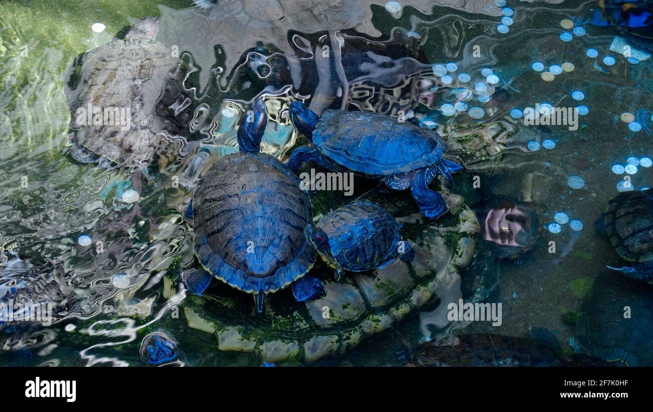 Two large and one small turtles like a family crawling on a stone turtle for sunshine nearby the pond. Stock Photo