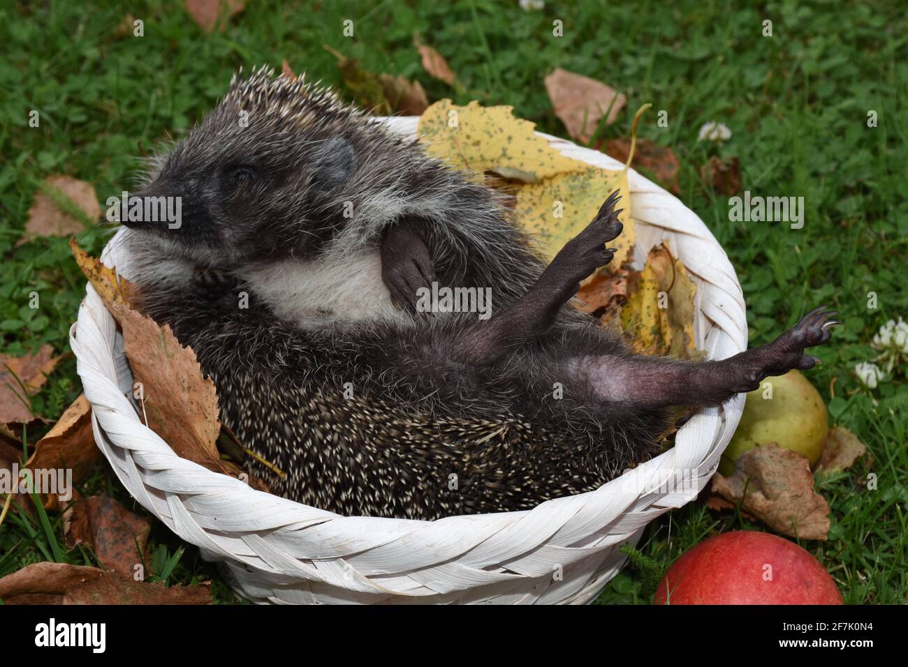 Igel, Herbst, Stachel, Stacheln, kuscheln, bequem, Korb, Körbchen, Blatt. Blätter, Laub. Laubblätter, Nest, Apfel, Ernte, Hand, Finger, füttern, Futte Stock Photo