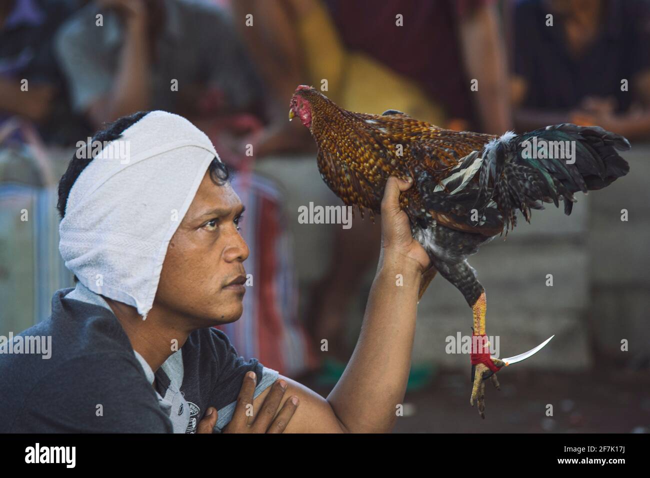 A man holds his rooster before the start of a fight in the village of Sudaji in North Bali on July 16, 2019. Un homme tient son coq avant le début d’u Stock Photo