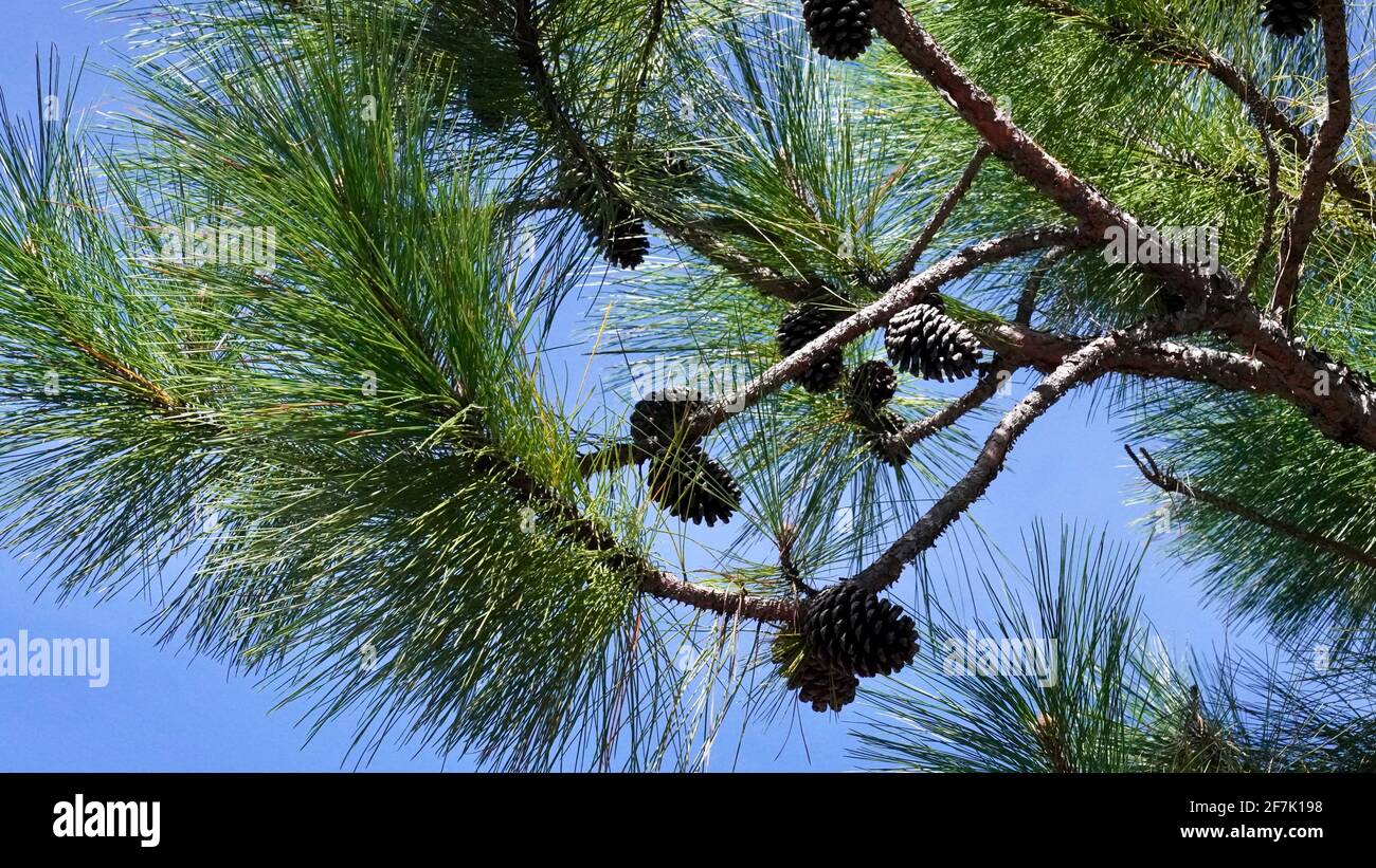 Longleaf Pine (aka Pinus palustris) leaves and pine cones under blue sky. Stock Photo