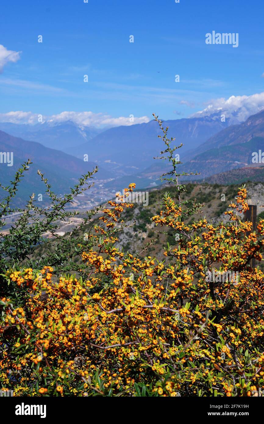 Green mountains with cloudy and blue sky above, Pyracantha angustifolia nearby. Stock Photo