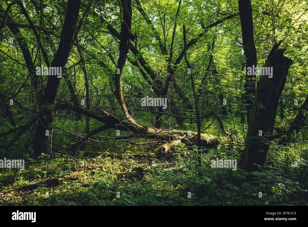 Beautiful place in deep of wild summer forest Stock Photo - Alamy