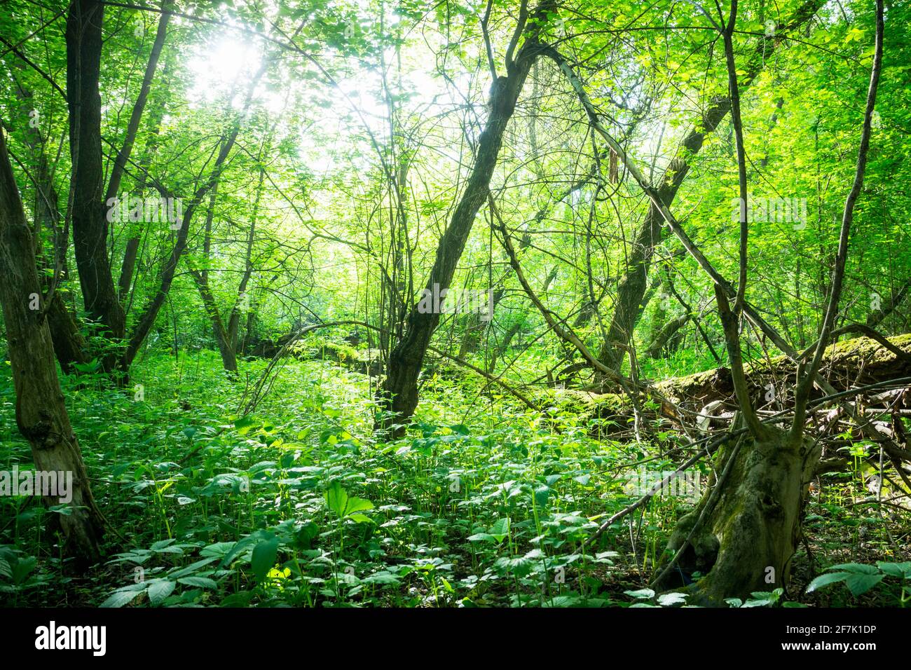Beautiful place in deep of wild summer forest Stock Photo - Alamy