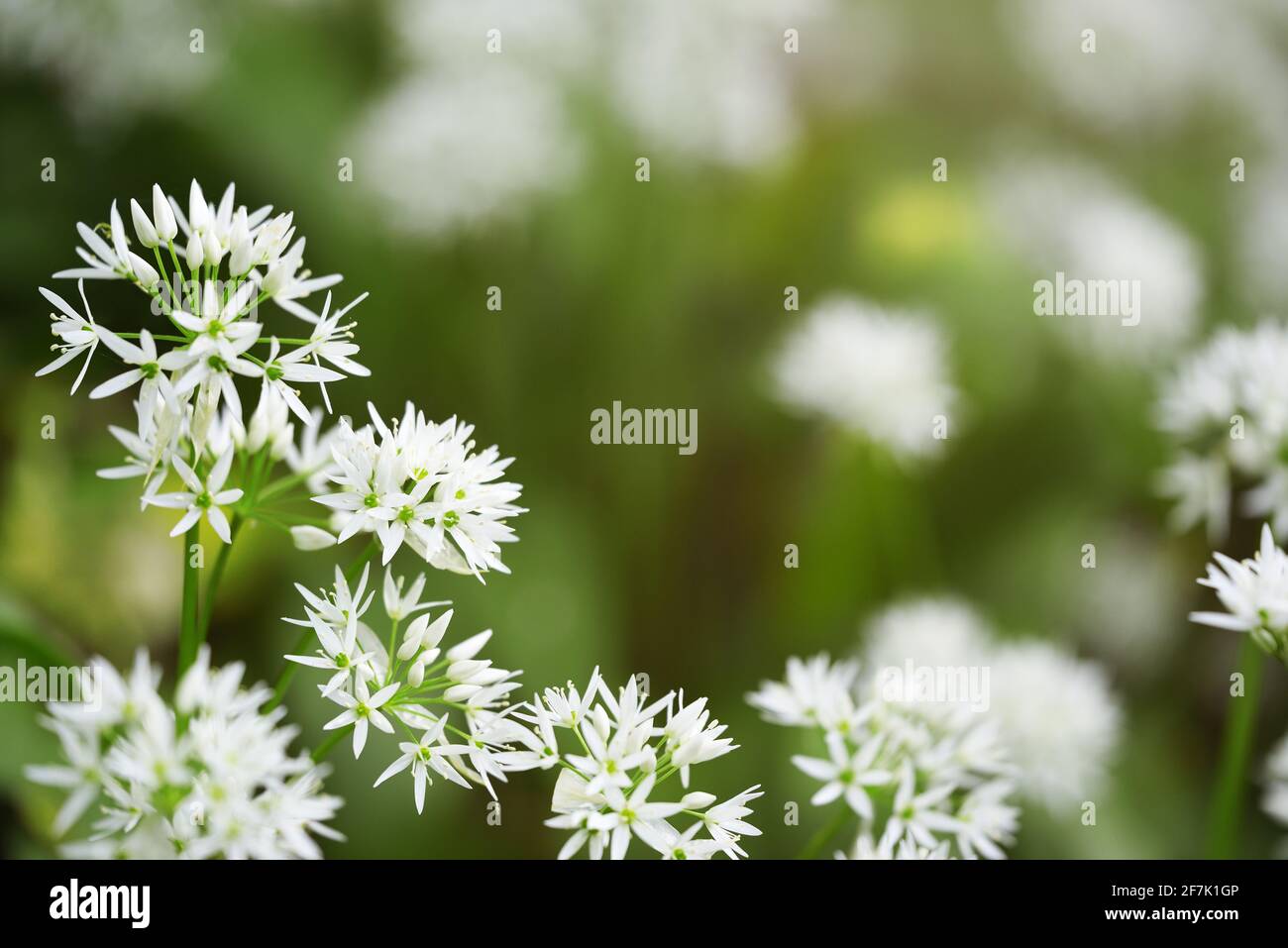 The flowers of wild garlic macro Stock Photo Alamy