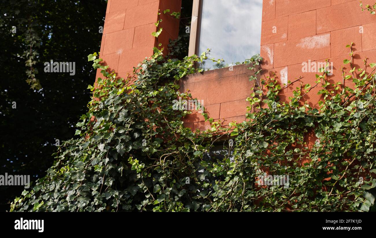 A red brick wall with glass window and lots of Hedera Helix ivy on it. Stock Photo