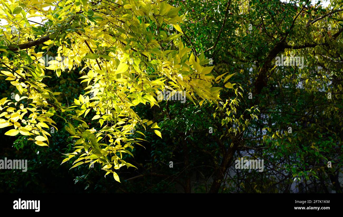 Sunshine lights on a branch and makes green leaves brighted, with more  trees and branches in background Stock Photo - Alamy