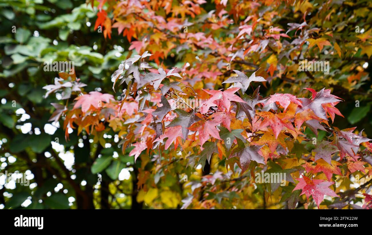 A maple tree with red leaves and other green tree in the background ...