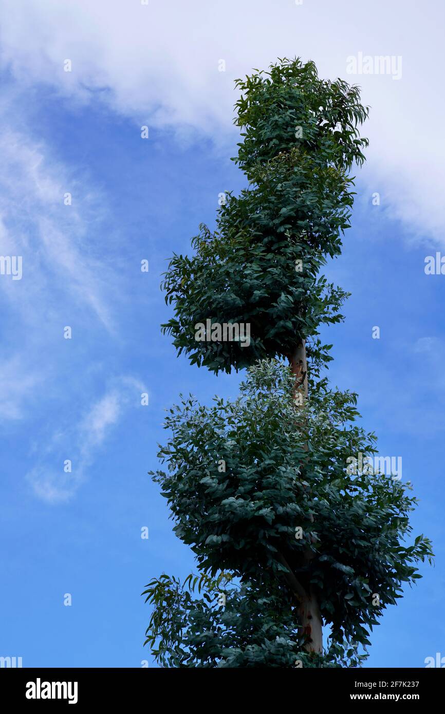 A huge love tree (aka Radermachera sinica) under blue sky with some clouds. Stock Photo