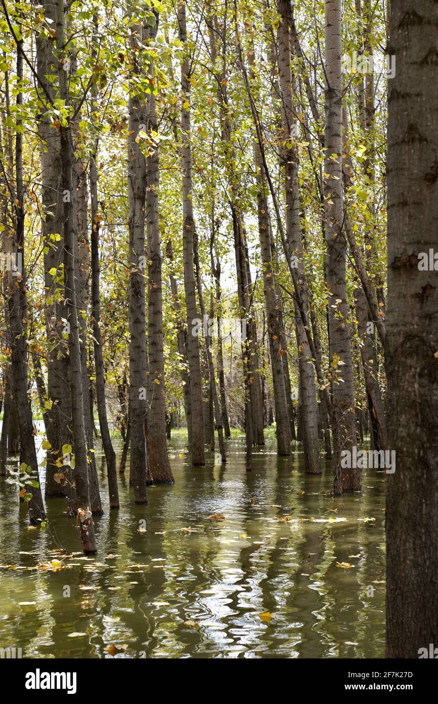 Branches Dipping In Water High Resolution Stock Photography and Images ...