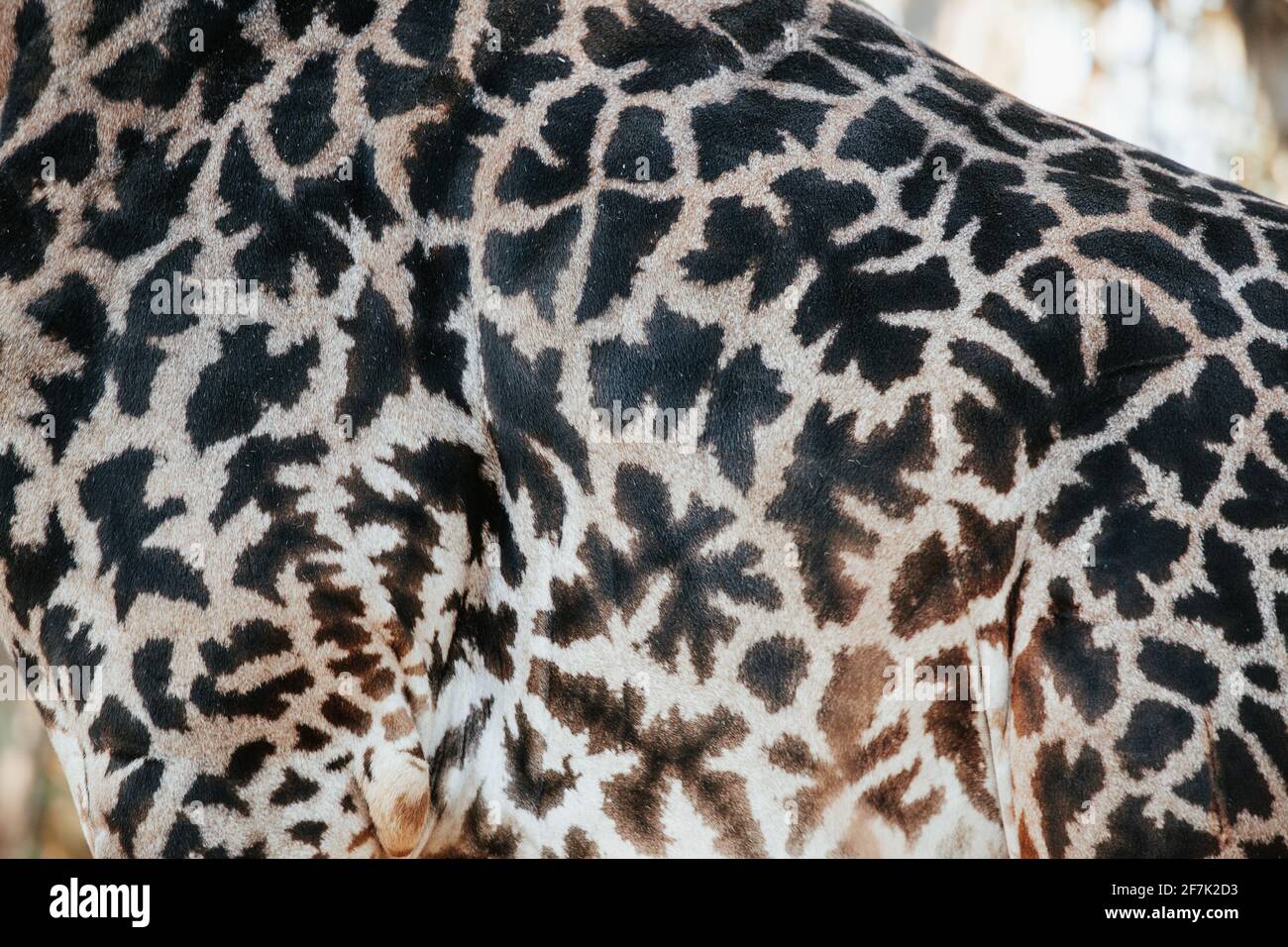 Giraffe Cover Up Traces Purple main image 1