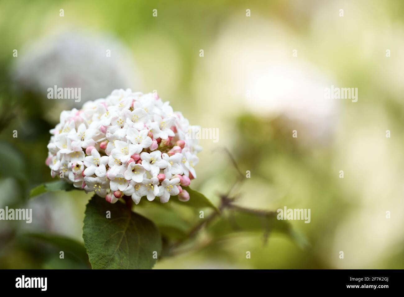 Close-up view of viburnum carlcephalum with blurred background of leaves. Close-up of white Fragrant Viburnum. Stock Photo