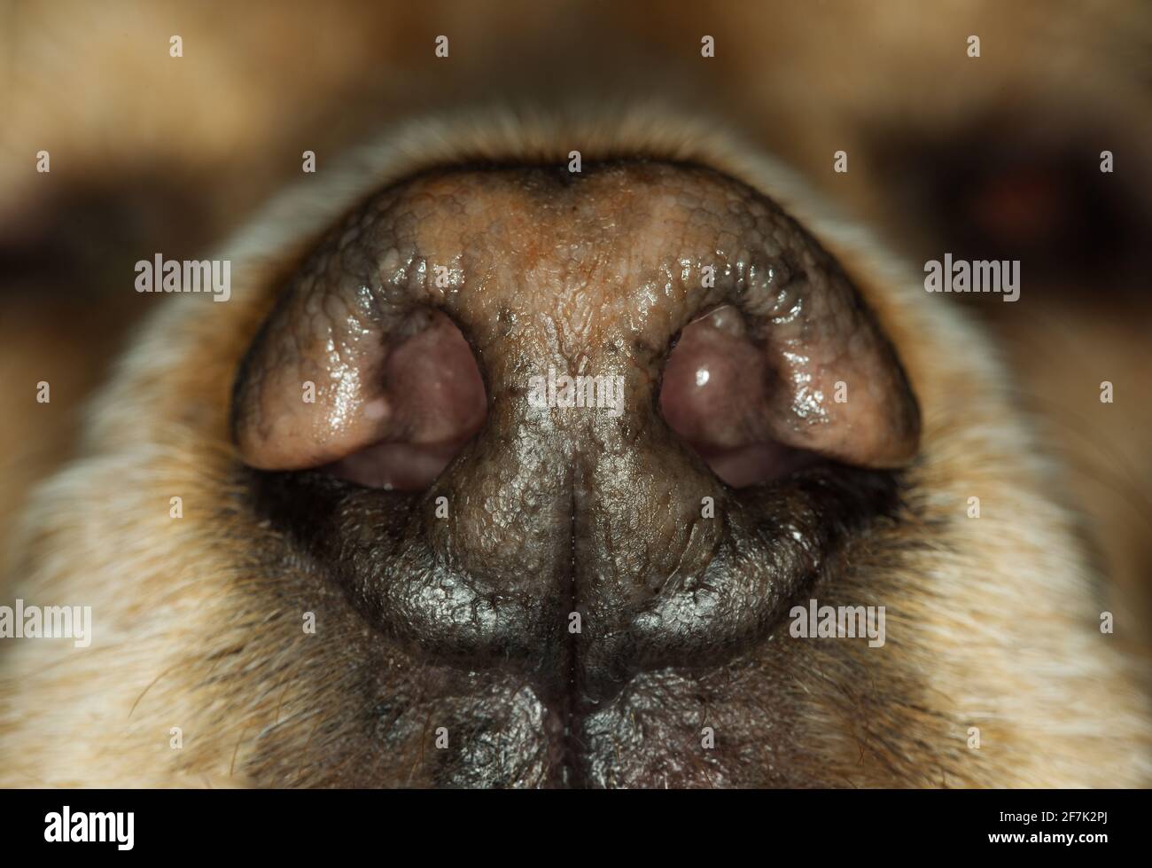 close up of dogs nose Stock Photo