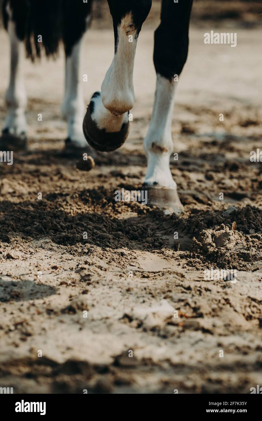 Horse on a walk kicks a hoof. Close-up. Stock Photo