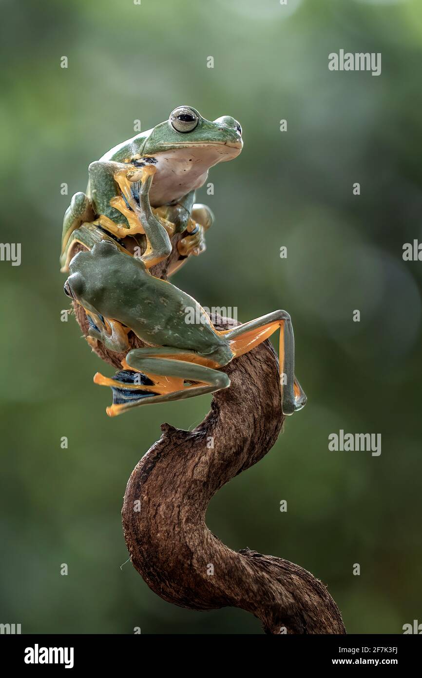 The female frog is pictured using the male frog as balance to climb on top. BEKSAI, INDONESIA: ADORABLE images showed the moment two abah river flying Stock Photo