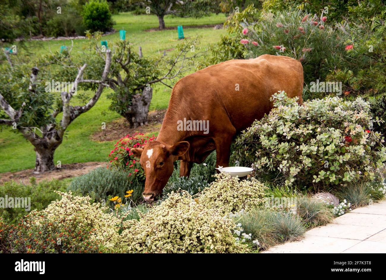 Stray brown cow, escaped from field, eating in flower-bed of nearby private garden. Wrong place at wrong time - Queensland, Australia. Stock Photo