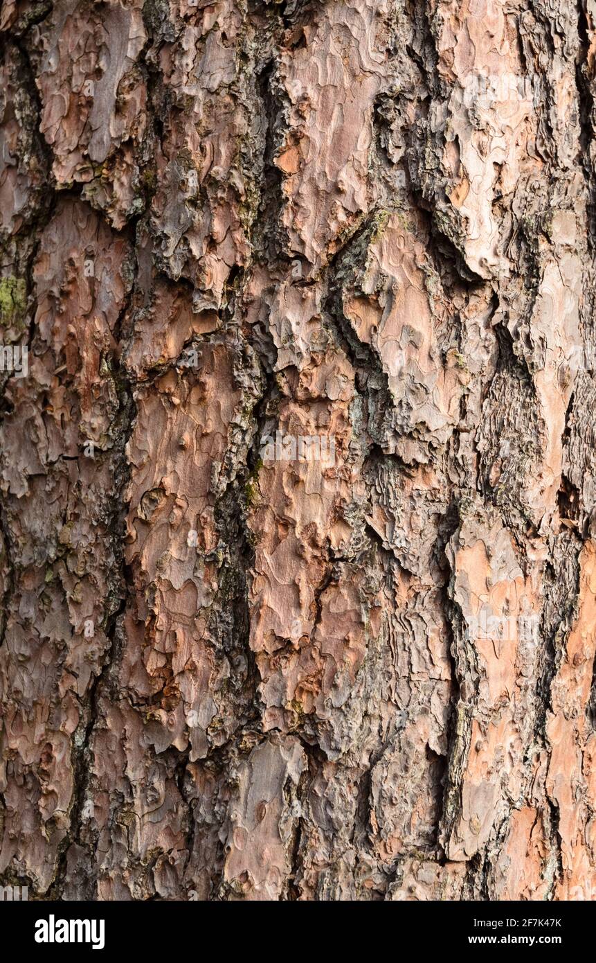 Close-up of brown tree bark, abstract natural background Stock Photo
