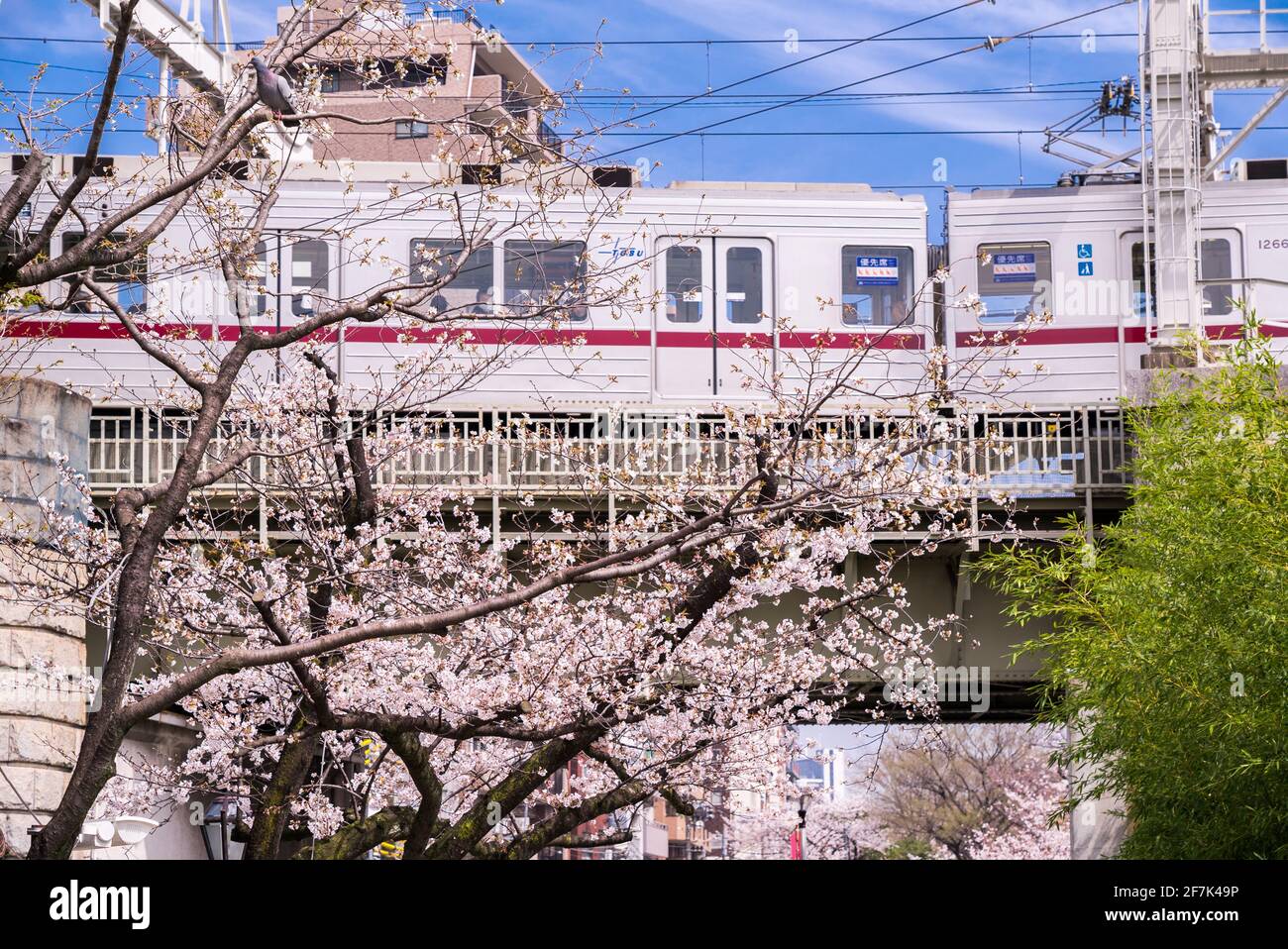 Japanese sakura and cherry tree in full blossom. Local JR Shinkansen train passing across a bridge. Sakura season Tokyo, Japan Stock Photo