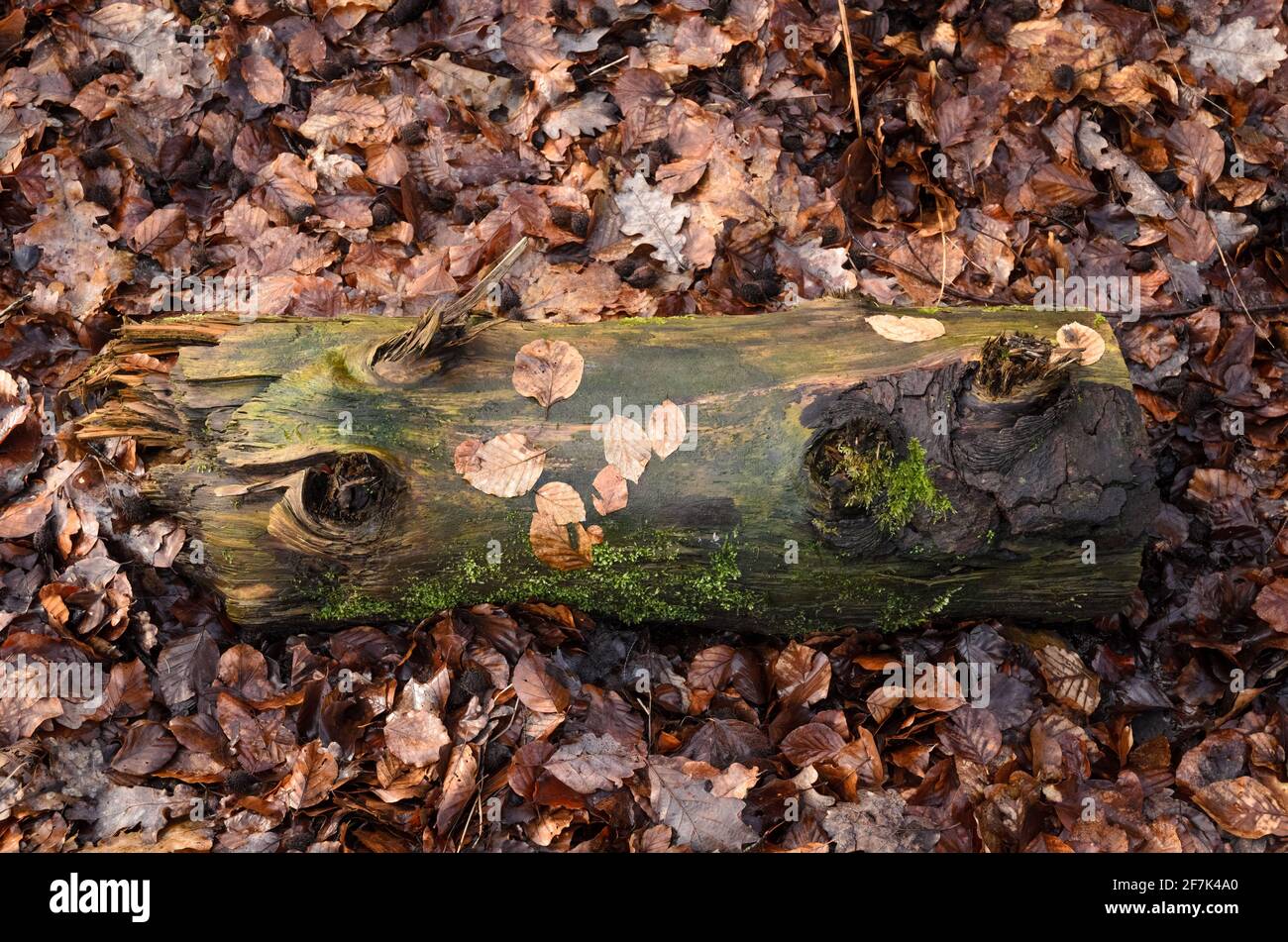 Decaying tree leaves hi-res stock photography and images - Alamy