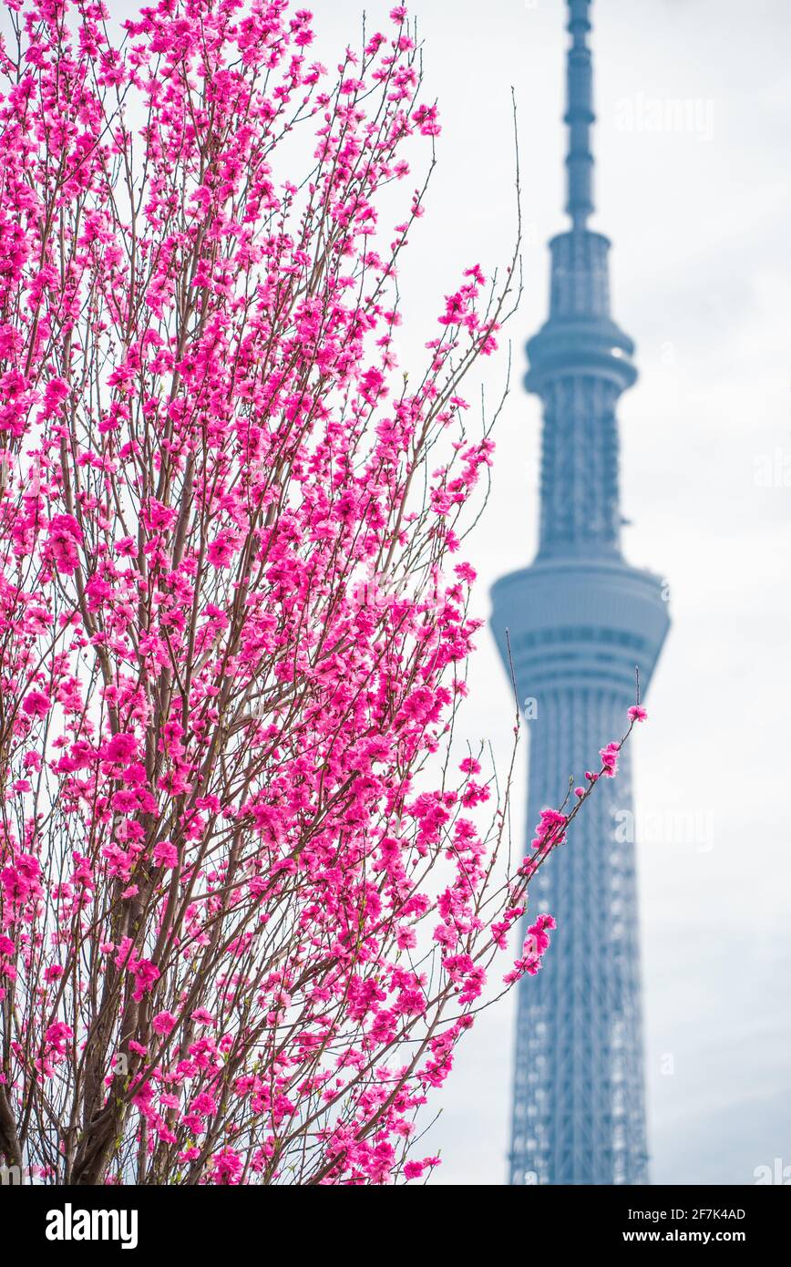 Tokyo Sky Tree during Sakura Season. Japanese sakura and cherry tree in full blossom. Pink flowers in Tokyo, Japan Stock Photo