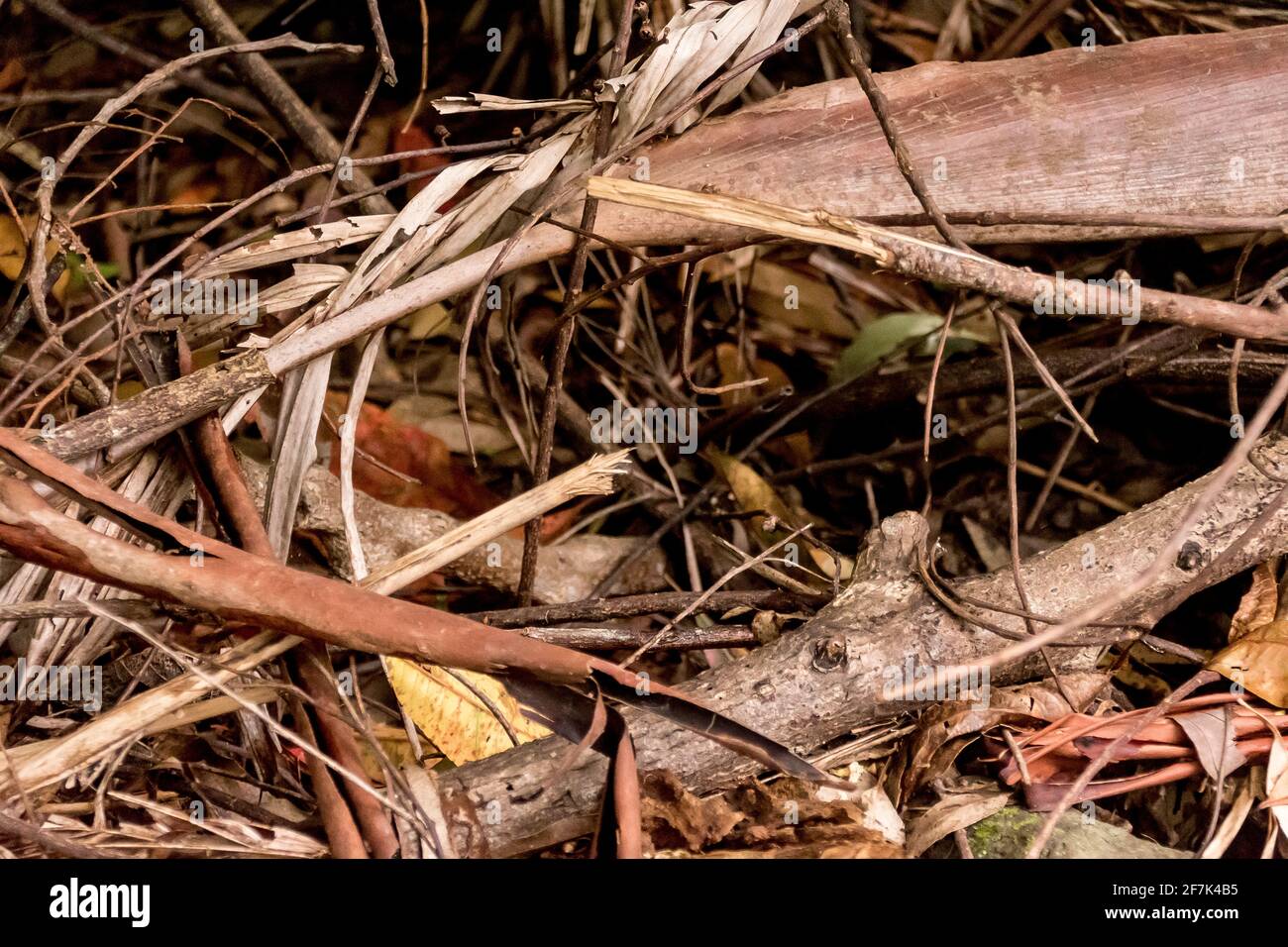 Organic debris on forest floor in Australian lowland subtropical rainforest in Queensland. Bark, leaves, fronds, form thick ground covering. Stock Photo