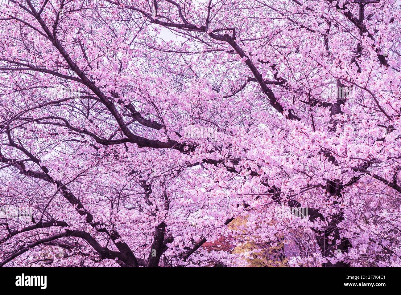 Japanese sakura and cherry blossom trees in full bloom. Beautiful pink,  white and magenta flowers with blue skies background. Sakura season, Japan  Stock Photo - Alamy