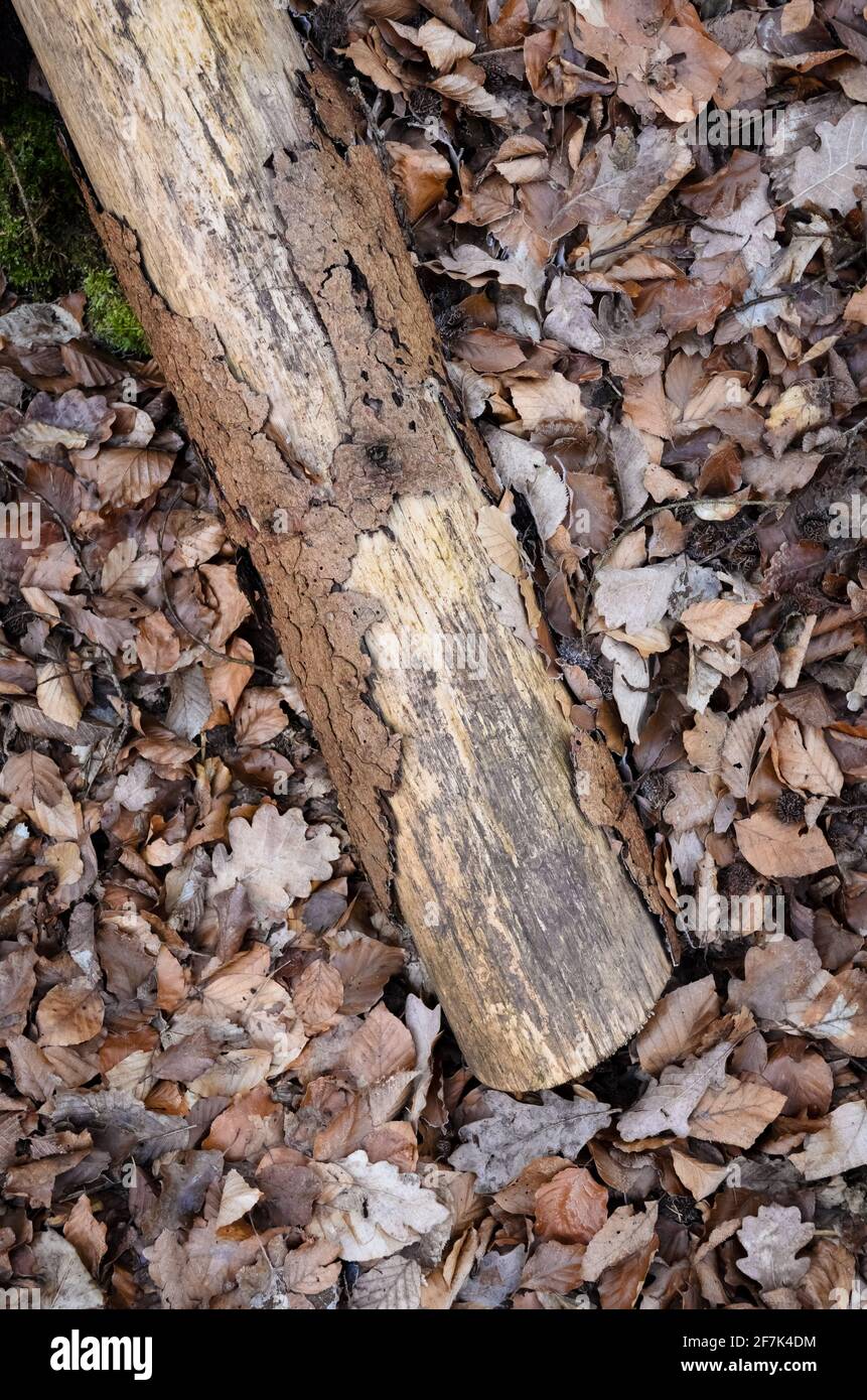 Bark Falling Off Of Tree High Resolution Stock Photography and Images Alamy