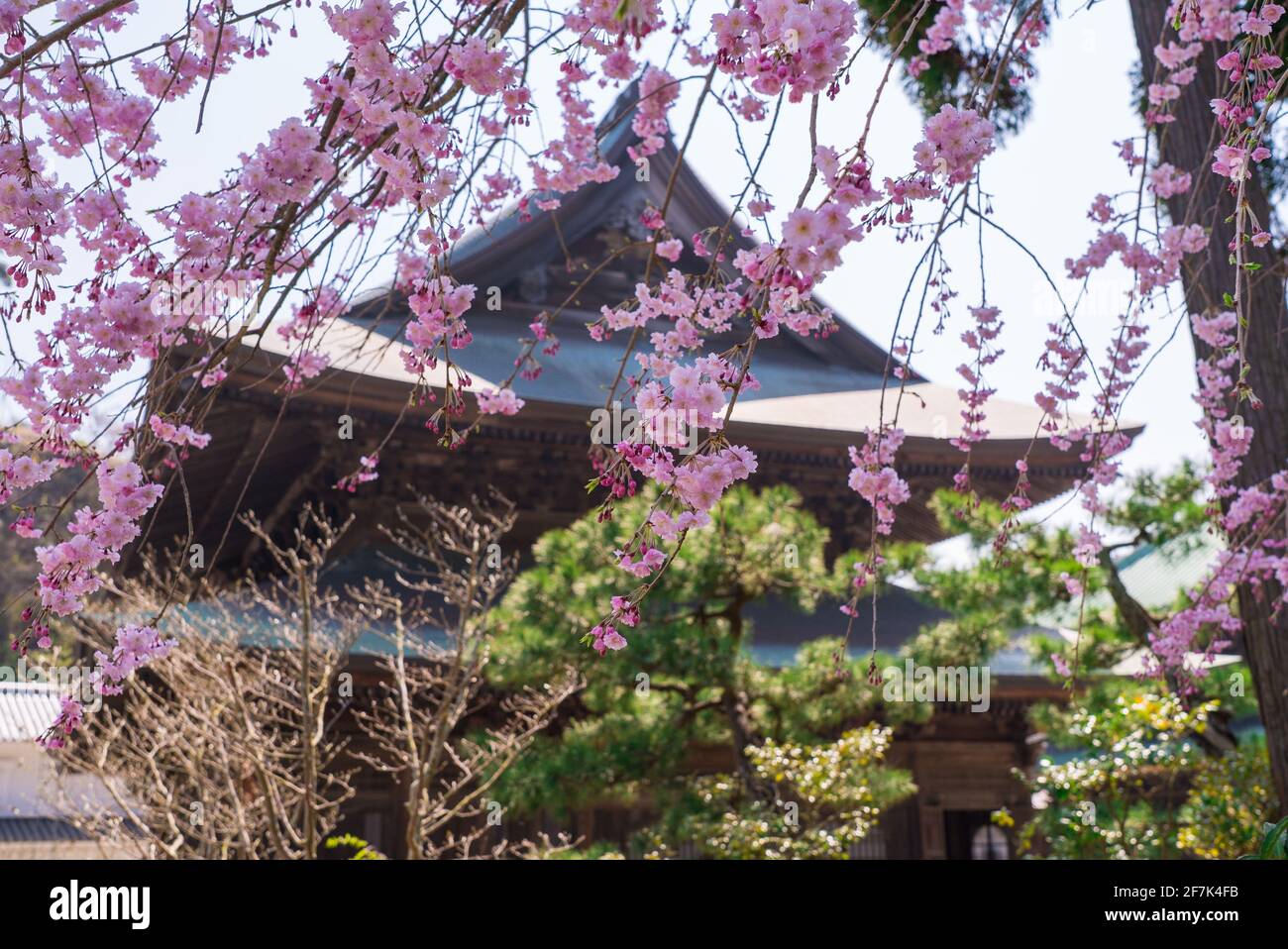 Hokoku-ji Buddhist Temple in Kamakura during Sakura Season. Pink flowers from sakura cherry blossom trees in full bloom. Stock Photo