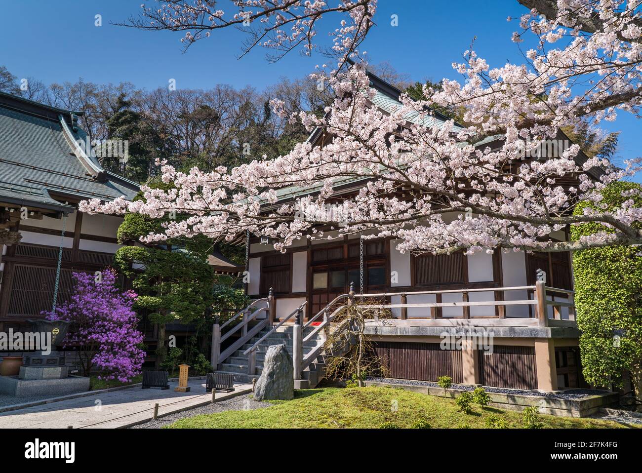 Hokoku-ji Buddhist Temple in Kamakura during Sakura Season. Pink flowers from sakura cherry blossom trees in full bloom. Stock Photo