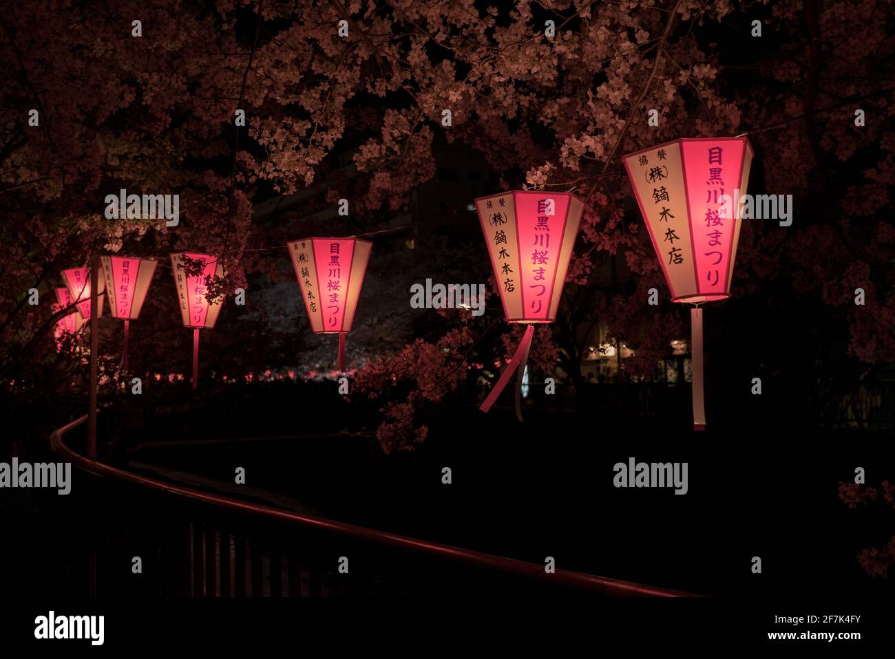 Japanese sakura and cherry blossom trees in full bloom. Beautiful pink chochin lanterns lit up at night. Sakura season, Japan Stock Photo