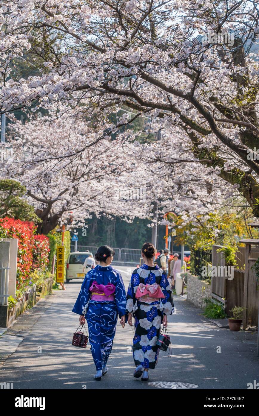 Young Japanese women walking along tree lined street wearing traditional kimono dress. Sakura and cherry blossom trees in full bloom with pink flowers Stock Photo