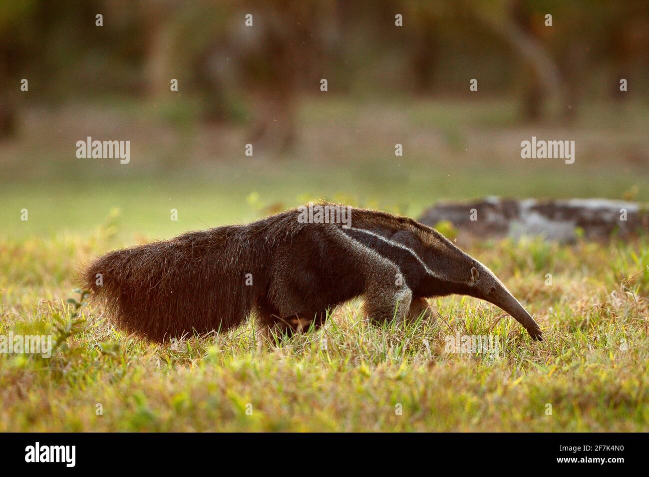 Anteater, cute animal from Brazil. Giant Anteater, Myrmecophaga tridactyla, animal with long tail and log muzzle nose, Pantanal, Brazil. Wildlife scen Stock Photo