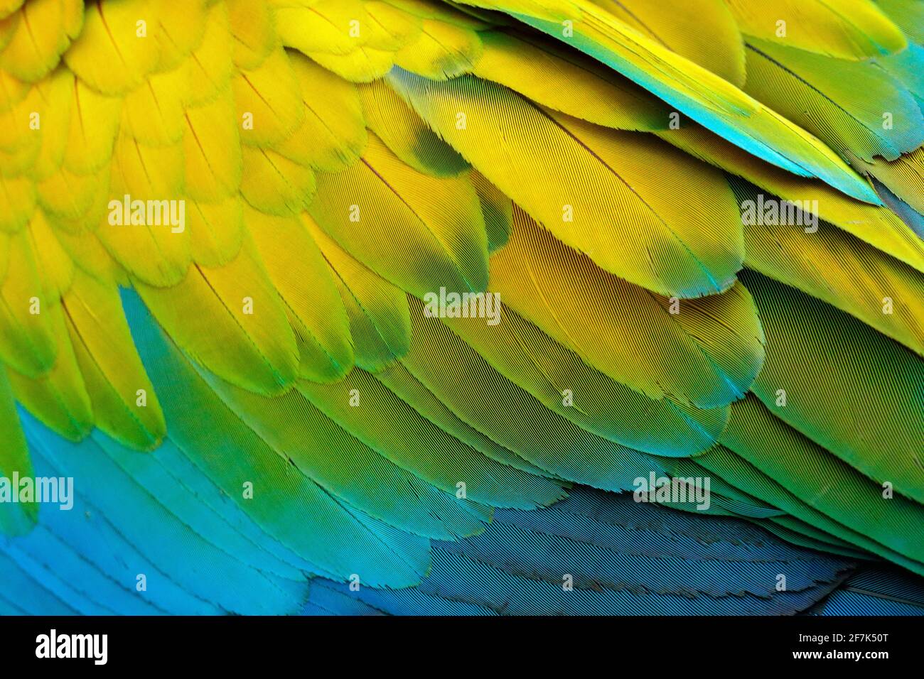 Close-up detail of parrot plumage. Green parrot Great-Green Macaw, Ara ambigua, detail of bird wing Wild nature in Costa Rica. Green, yellow and blue Stock Photo