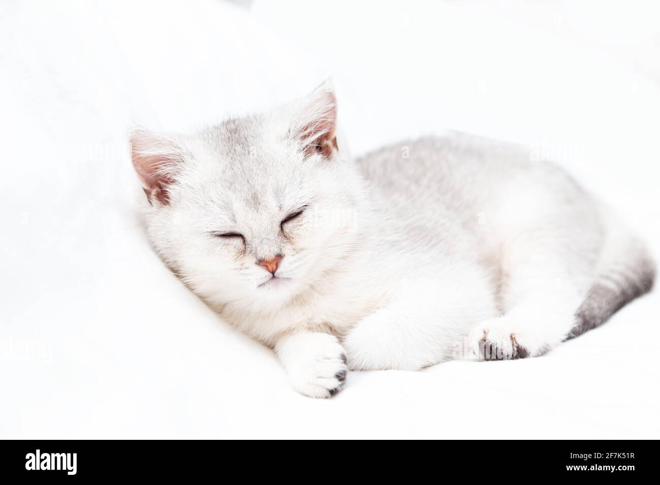 Small white British kitten sleeping on a white blanket. Funny pet. Copy space. Stock Photo