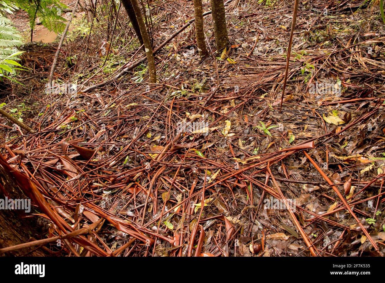 Organic debris on forest floor in Australian lowland subtropical rainforest in Queensland. Bark, leaves, fronds, form thick ground covering. Stock Photo