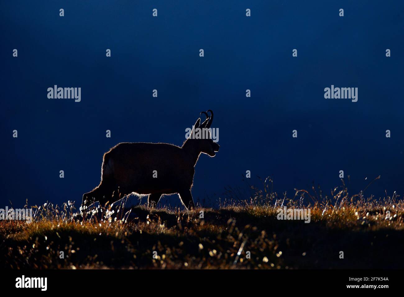 Chamois, Rupicapra rupicapra, in the green grass, evening sunset back light, Gran Paradiso, Italy. Horned animal in the Alp. Wildlife scene from natur Stock Photo
