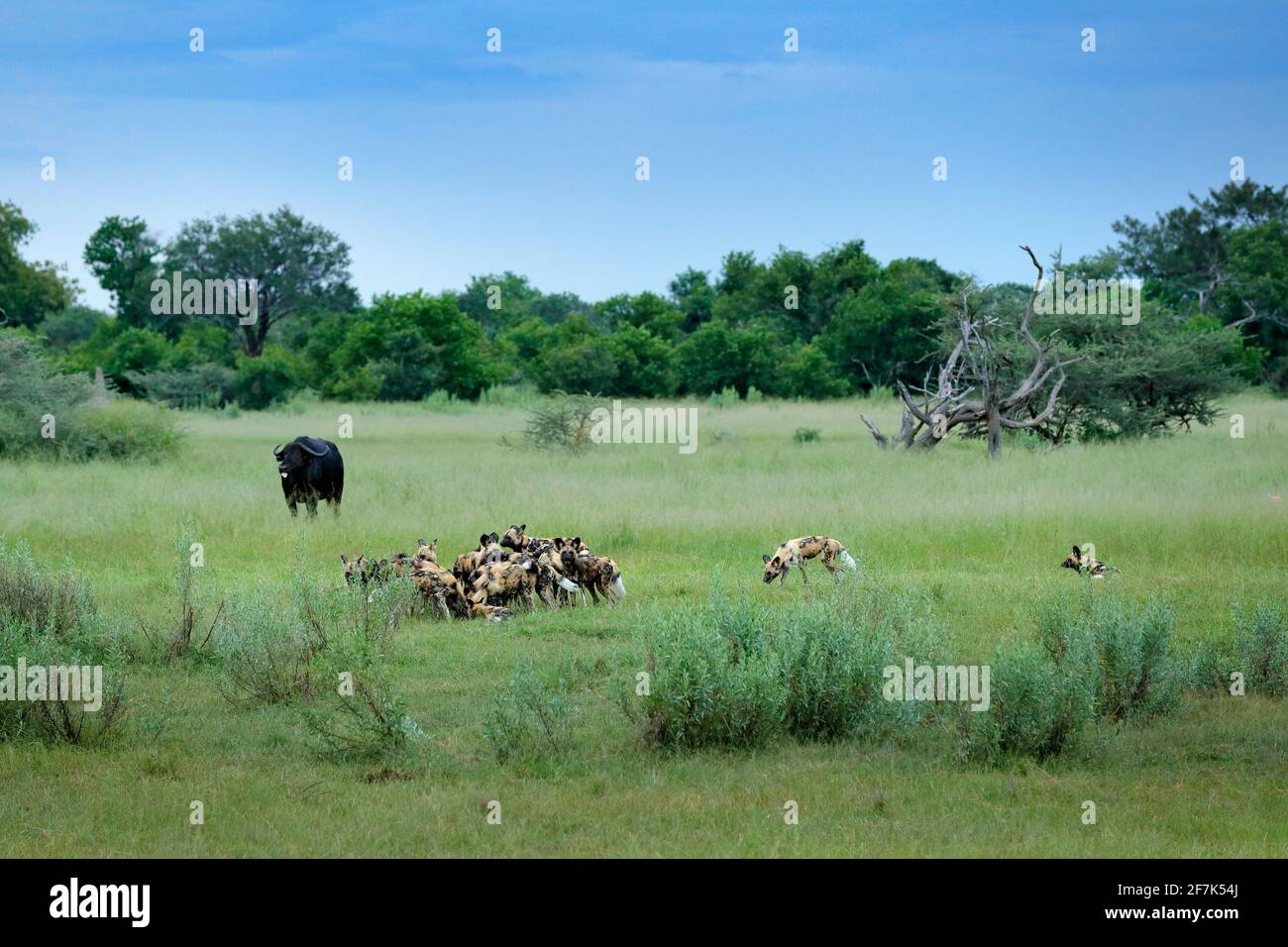 Wild Dog Hunting in Botswana, buffalo cow and calf with predator