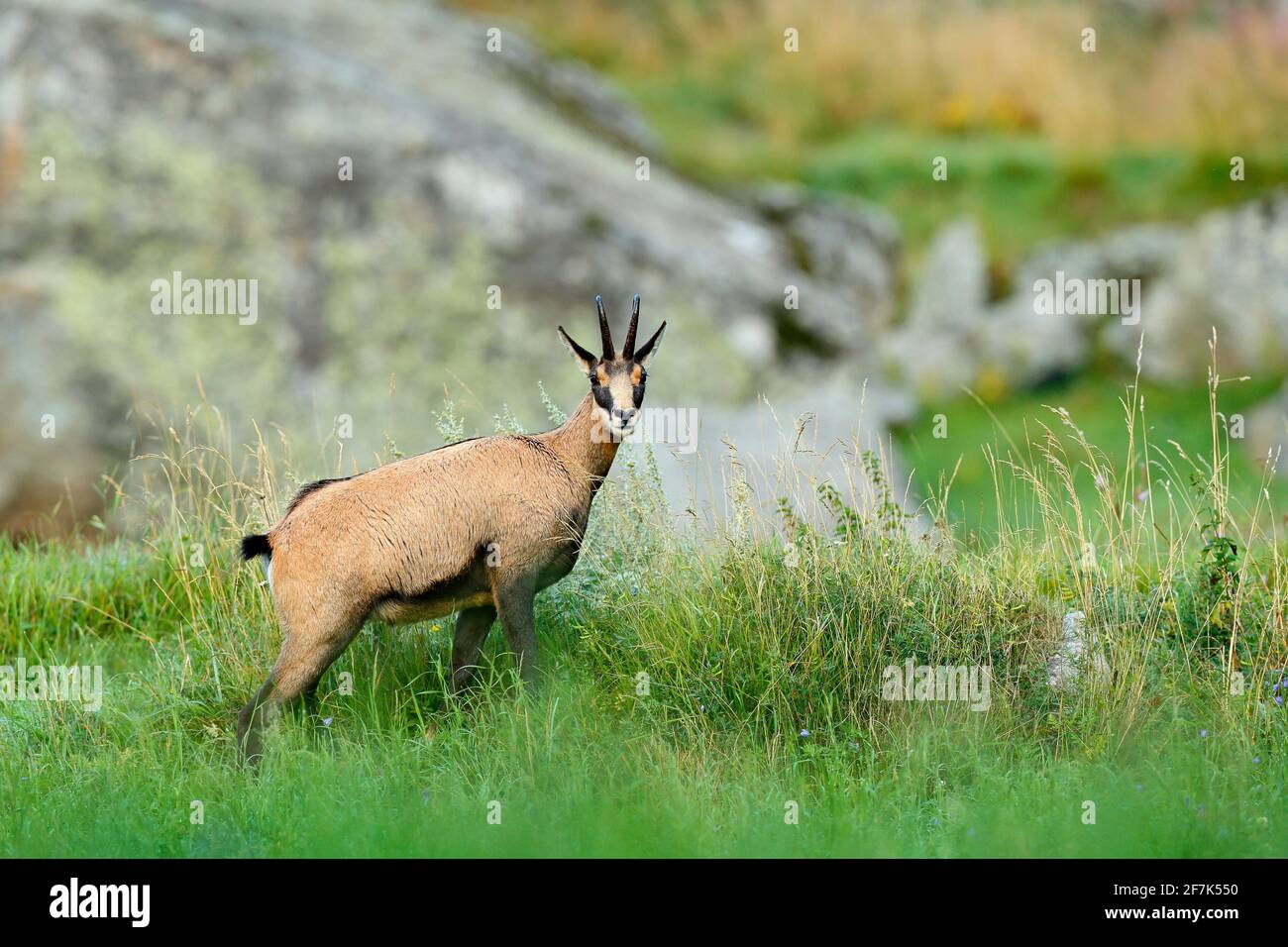 Chamois, Rupicapra rupicapra, in the green grass, grey rock in background, Gran Paradiso, Italy. Horned animal in the Alp. Wildlife scene from nature. Stock Photo