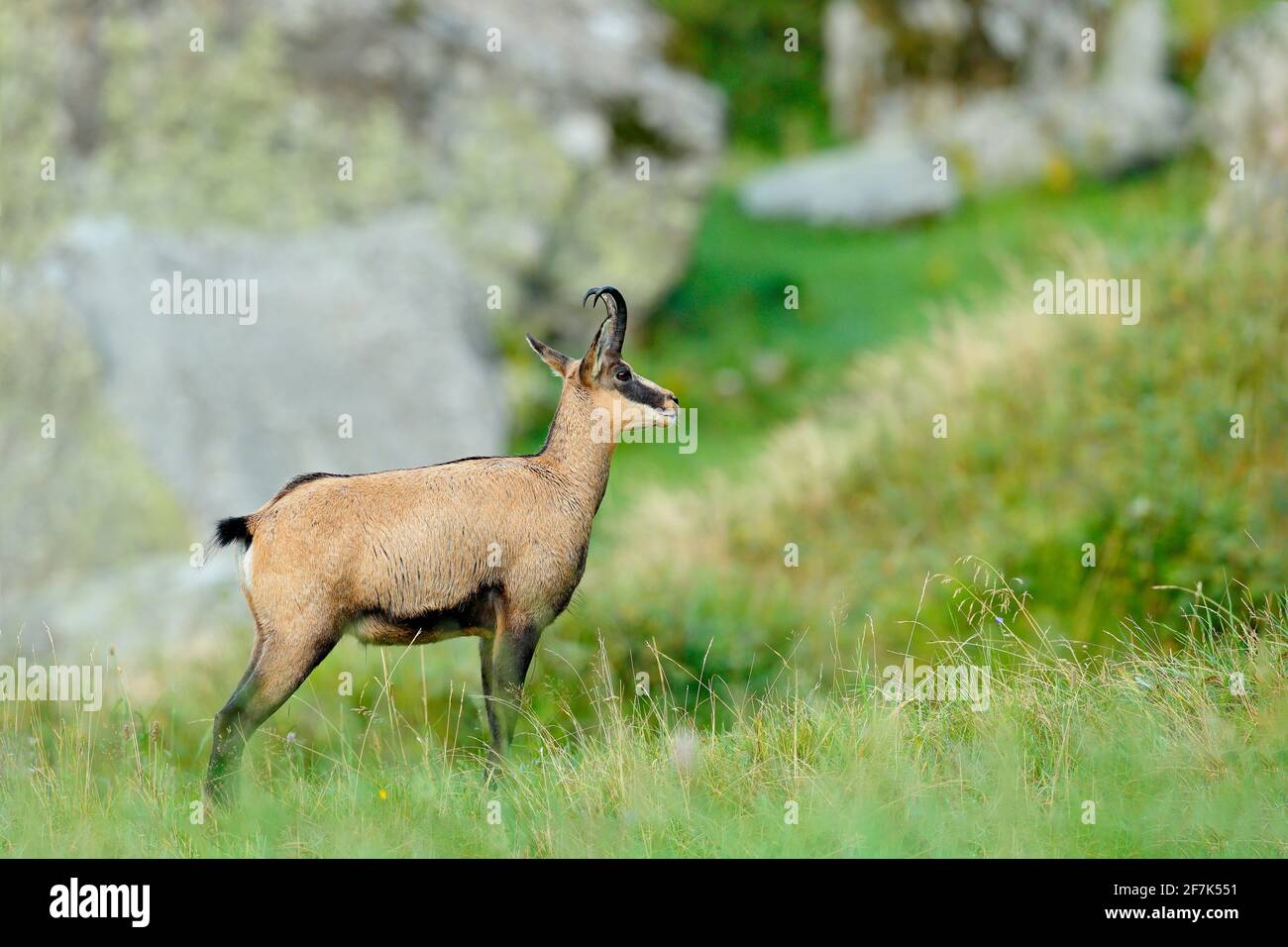 Chamois, Rupicapra rupicapra, in the green grass, grey rock in background, Gran Paradiso, Italy. Horned animal in the Alp. Wildlife scene from nature. Stock Photo