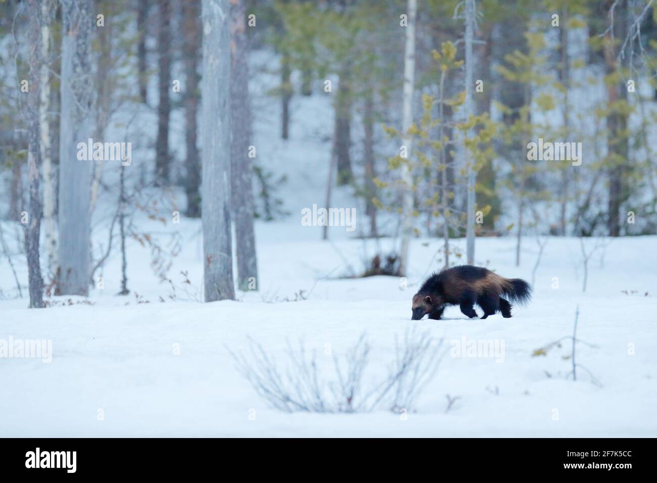 Wolverine in winter with snow. Running rare mammal in Finnish taiga. Wildlife scene from nature. Brown animal from north of Europe. Wild wolverine in Stock Photo