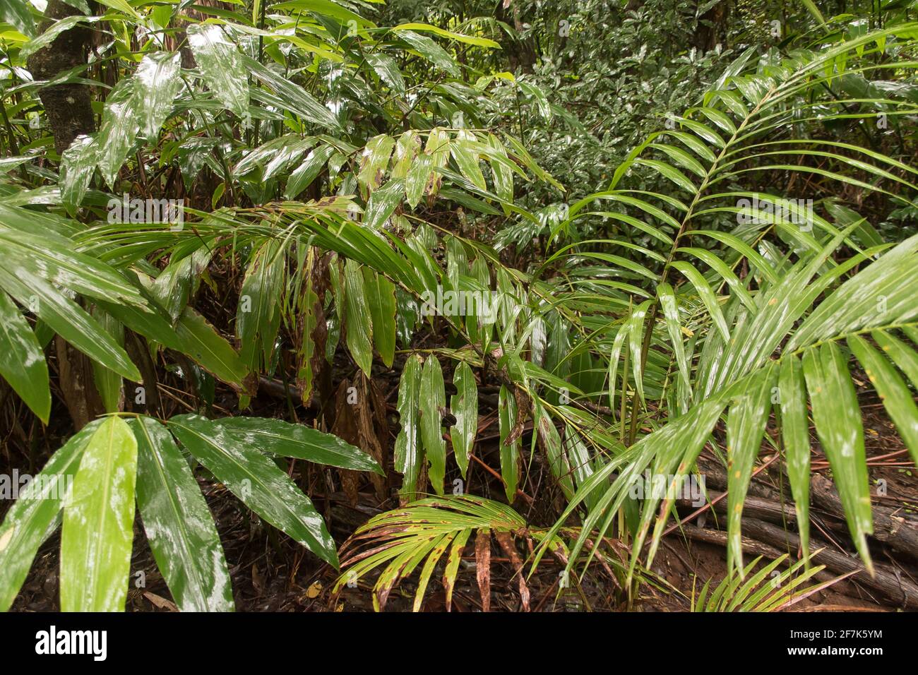 Subtropical lowland rainforest understorey during rain. green leaves and fronds shiny and wet. Tamborine Mountain, Queensland, Australia. Stock Photo
