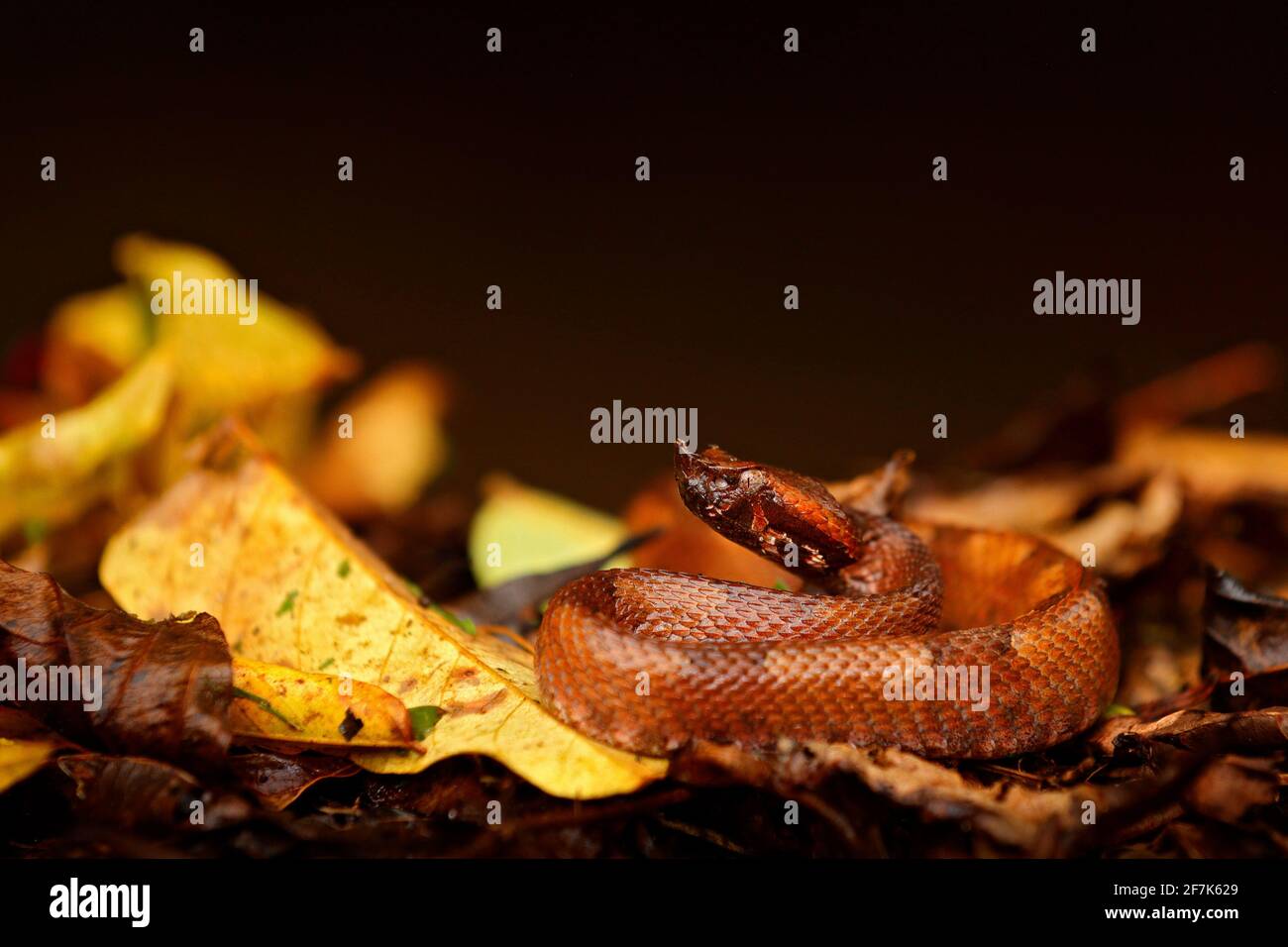 Porthidium nasutum, Hognosed Pitviper, brown danger poison snake in the forest vegetation. Forest reptile in habitat, on the ground in leaves, Costa R - Stock Image