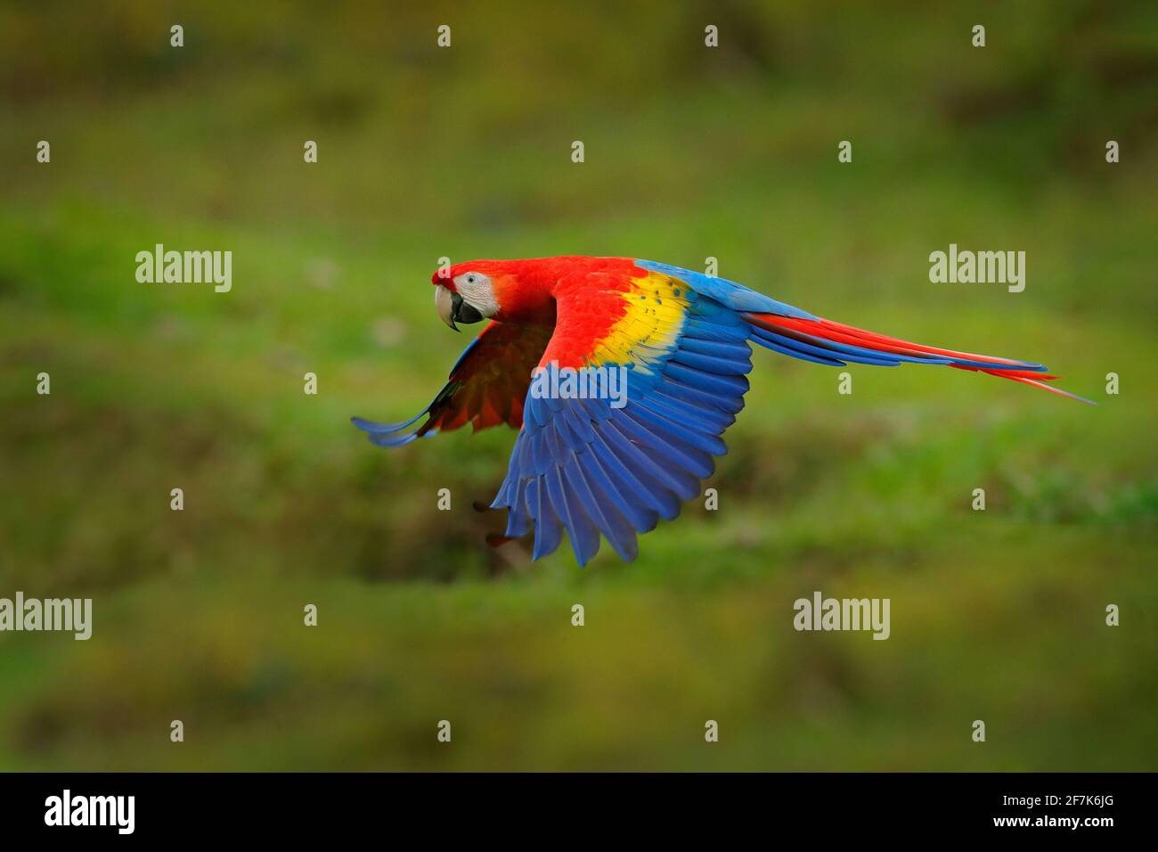 Red parrot in forest. Macaw parrot flying in dark green vegetation. Scarlet Macaw, Ara macao, in tropical forest, Costa Rica. Wildlife scene from trop Stock Photo