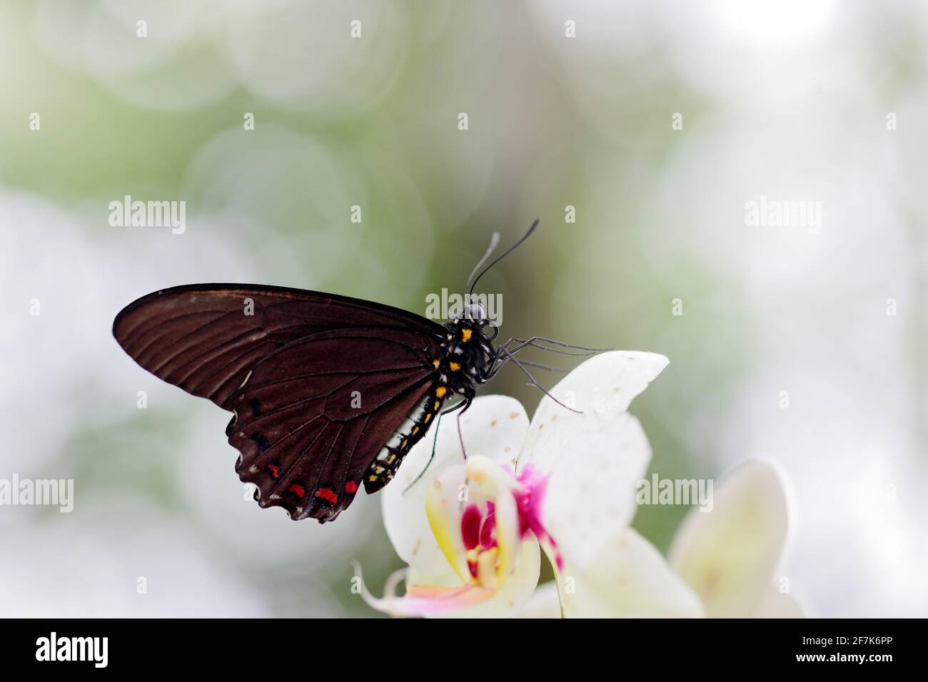 Common Mormon, Papilio polytes, beautiful butterfly from Costa Rica and Panama. Wildlife scene with insect from tropical forest. Butterfly sitting on Stock Photo