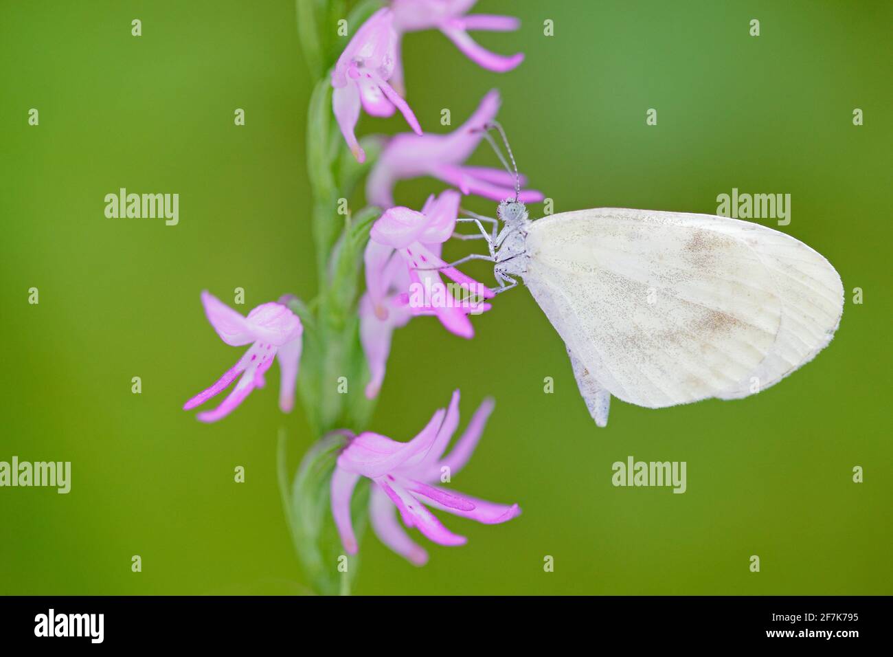 Neottianthe Cucullata, Hoodshaped Orchid, pink flower in nature with butterfly. Flowering European terrestrial wild orchid in nature habitat with clea Stock Photo