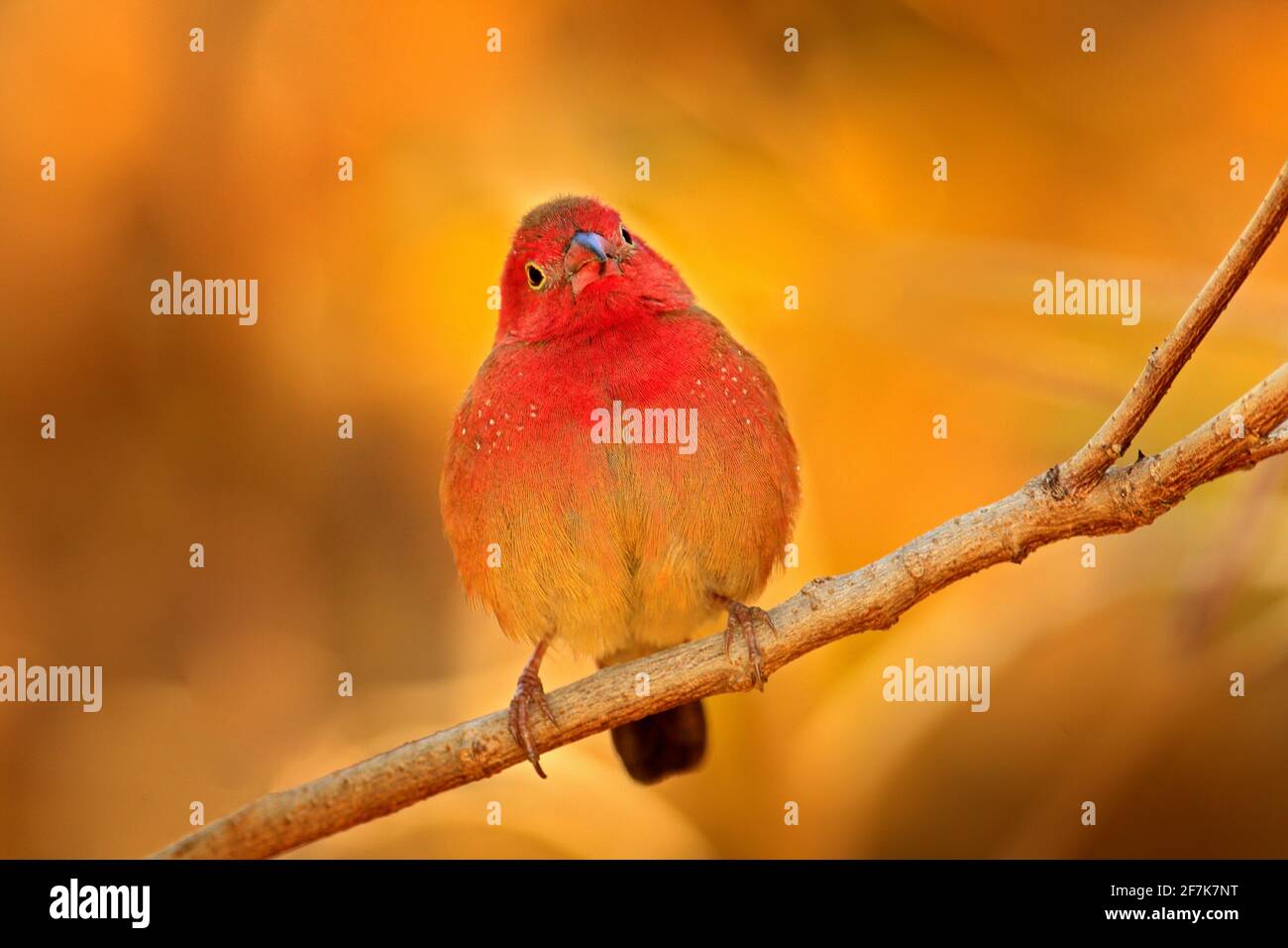 Red-billed firefinch (Lagonosticta senegala) sitting on the branch in nature habitat. Red bird from, Botswana, Africa. Stock Photo