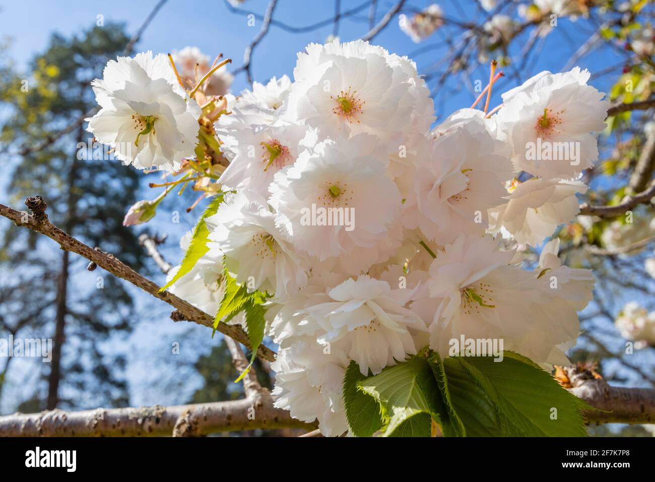 Close-up view of dense white pretty blossom flowers on a flowering ornamental cherry tree in a garden in spring in Surrey, south-east England, UK Stock Photo