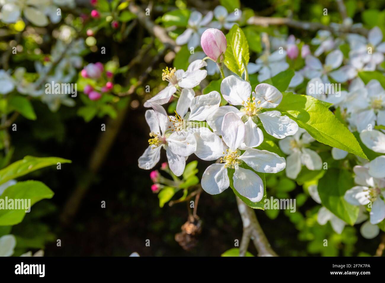 White spring blooming apple tree blossom and pink buds close-up, flowers on a tree in a garden in Surrey, south-east England Stock Photo